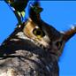 Angry Owl
